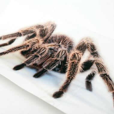 3D Embossed Sticker